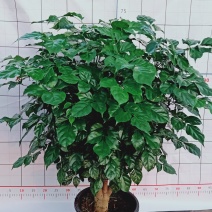 幸福树桩，基地直发。多种规格供应，量大价优。