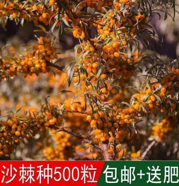 沙棘种子水果药材种子带刺植物沙枣醋柳沙棘树种子