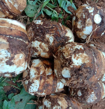 芋头母也大上市需要的联系