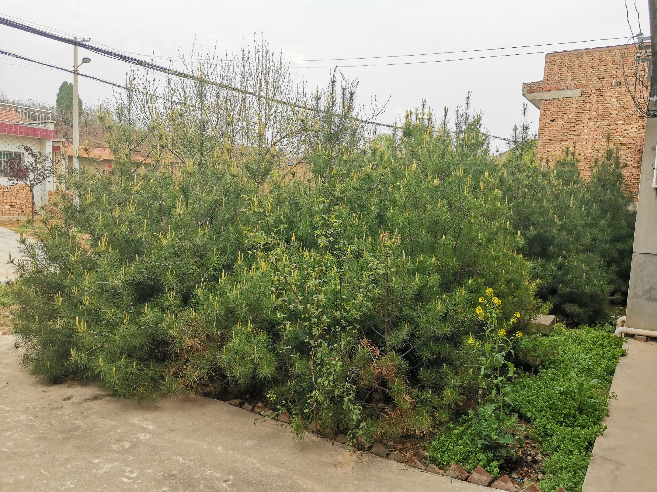 白皮松庭院种植实景图