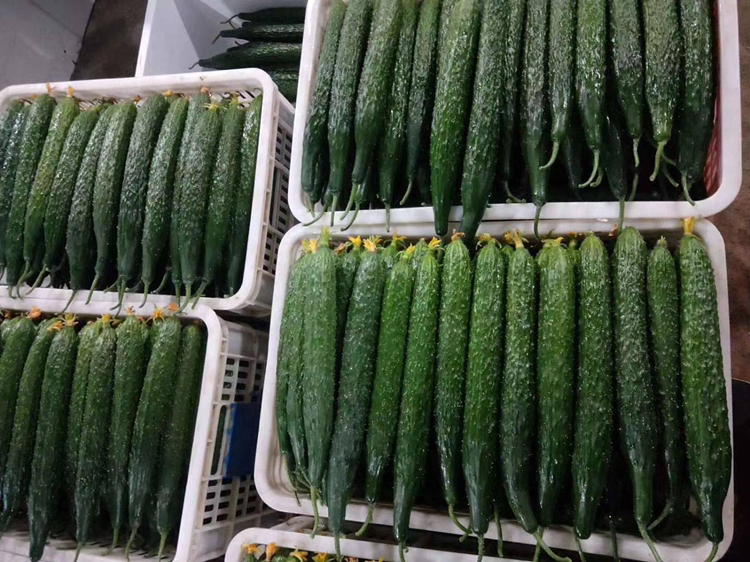 市场摊位上的旱黄瓜