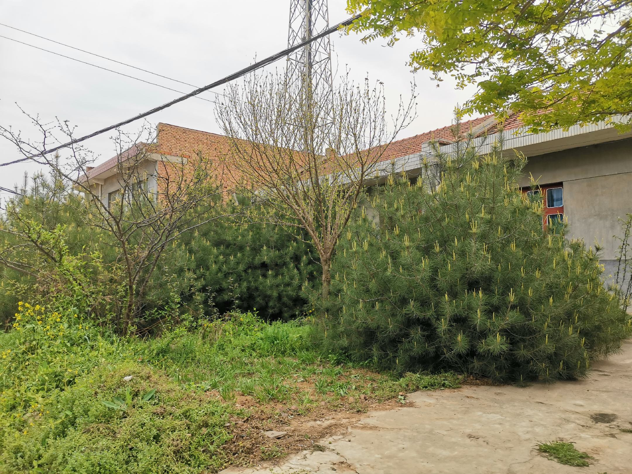 白皮松庭院应用实景图