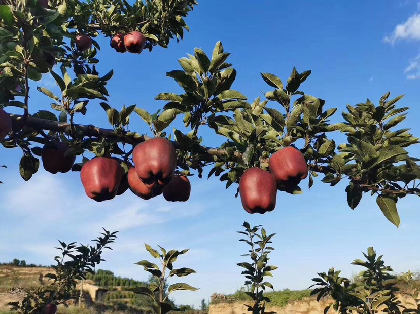 新疆花牛苹果果园航拍图