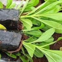 草海桐欢迎各位老板选购