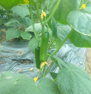 新秧精品小黄瓜快来订购