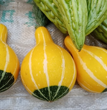 自家种的观赏看瓜学名学名小淘气