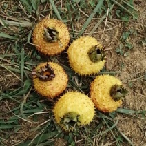 【牛商推荐】贵州毕节野生刺梨，量大从优，货源充足