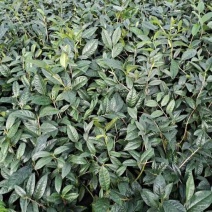 6年香妃茶花花苞苗颜色靓丽品类齐全价格实惠