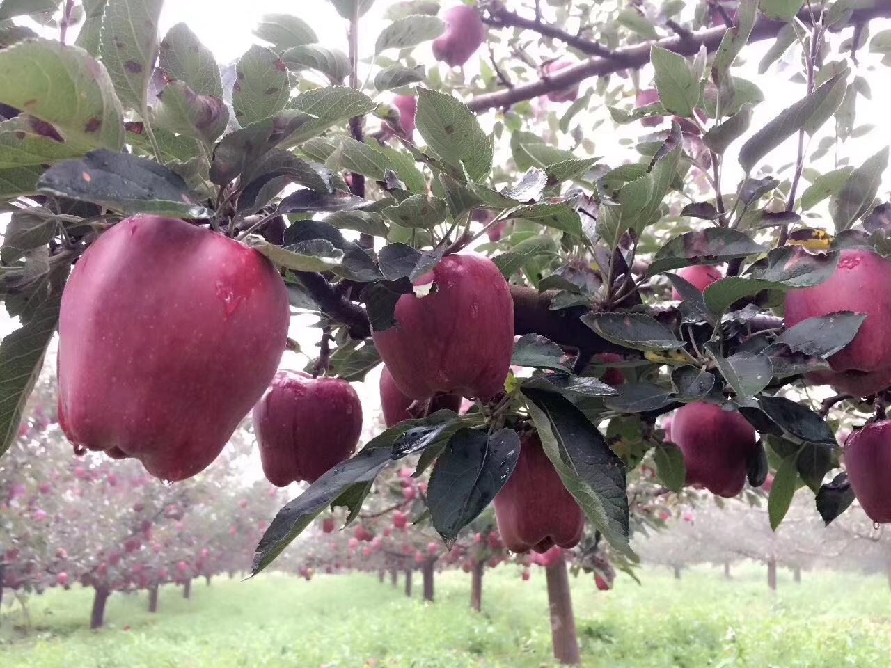 一片位于甘肃天水的花牛苹果种植园,秋季阳光洒落在挂满果实的果树上,树上结满了色泽鲜亮、果形圆润的红色苹果,部分果实已成熟呈现深红晕染,果农正在田间查看果实生长情况 花牛苹果果园实景