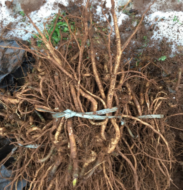 云南红杆刺嫩芽苗刺脑包05元一棵看上的联系