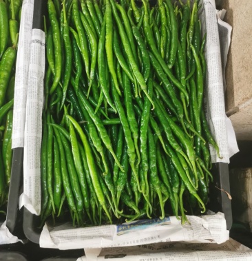 精品三号线椒现货出售