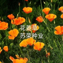 花菱草种子四季种易活花种子耐寒多年生宿根花籽庭院室外阳台