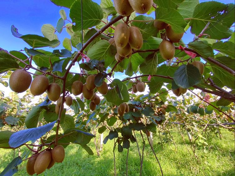 成熟海沃德猕猴桃切面展示