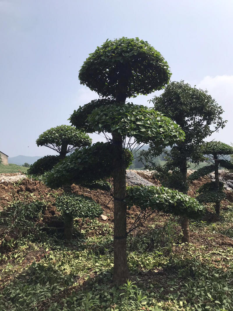 刺冬青造型图片