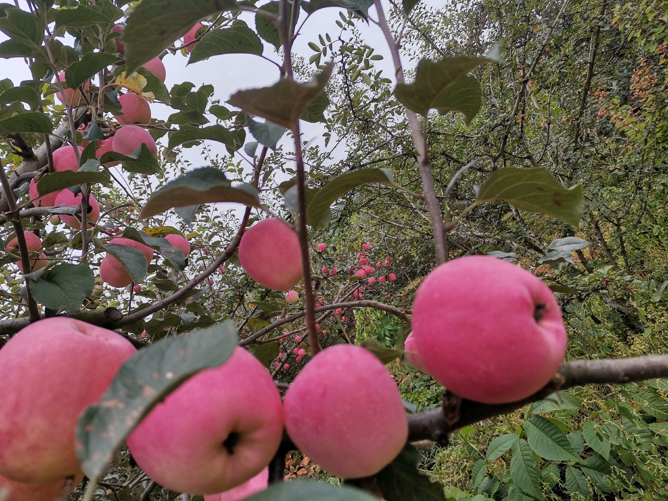 红将军苹果果园实景