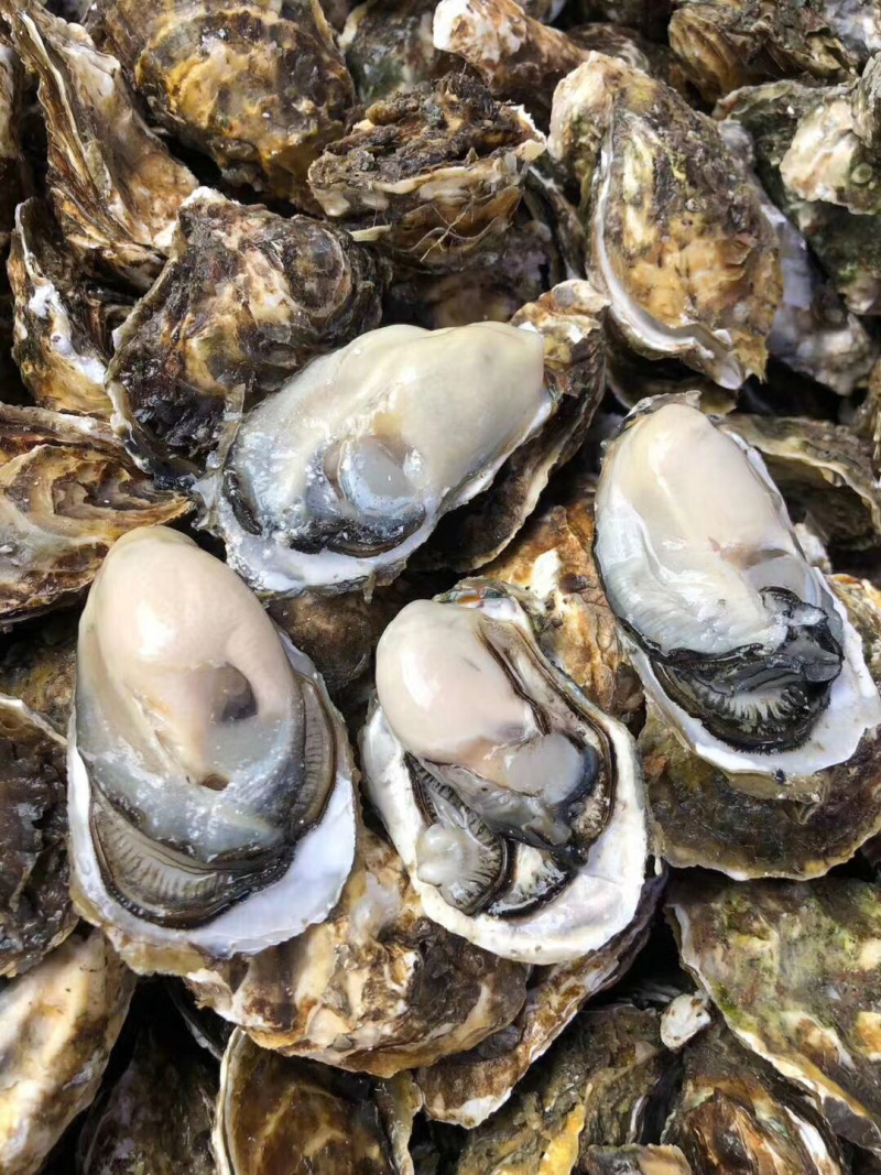 鲜活生蚝