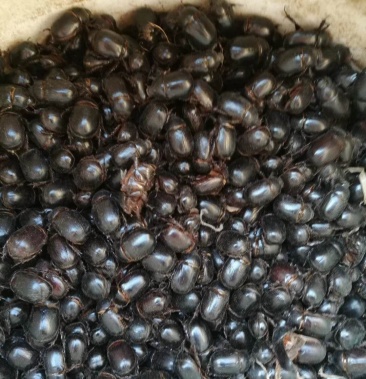 牛克朗瞎闯子油克朗