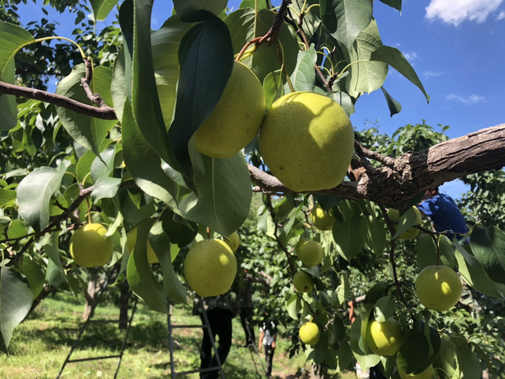 酸梨与把梨对比图