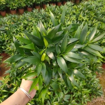 精品120红杯小竹柏