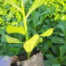 草海桐欢迎光顾。。。