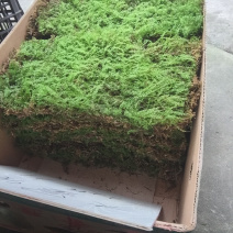 苔藓匍灯藓非人工栽培，单片30cm*15cm