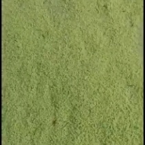 豆卵豆丹（豆虫）鲜活冷冻（鲜冻熟冻）