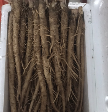 直销沙参(保证现挖,新鲜)根据顾客的标准发货