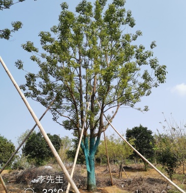 20-40公分容器袋苗全冠香樟 丛生香樟多杆香樟多头香樟