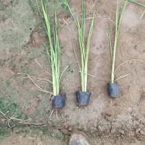 香蒲，基地直销，常年销售各种绿化苗木。。