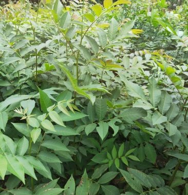 青钱柳,青钱柳苗,青钱柳树苗,青钱柳树,青钱柳树苗批发