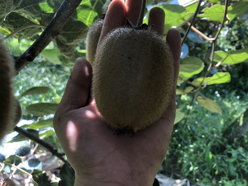 海沃德猕猴桃与成熟度标尺对比图