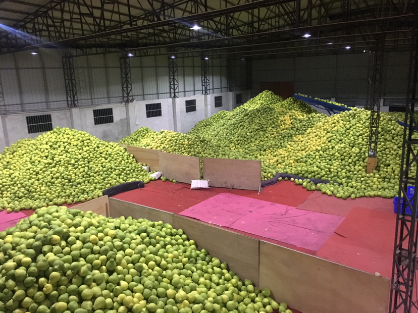 沙田柚与地方文化活动