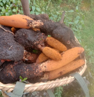 锁阳,产地云南,块茎大高,量大优惠,常年供应,全国发货