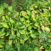 紫玉簪花卉觀賞植物