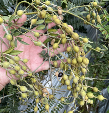 靖西市山豆跟种子粒粒饱满