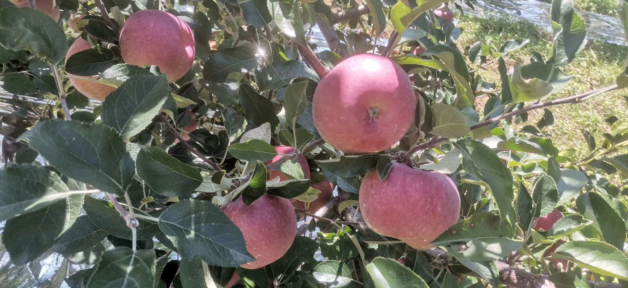 红将军苹果树挂满鲜红果实的果园全景