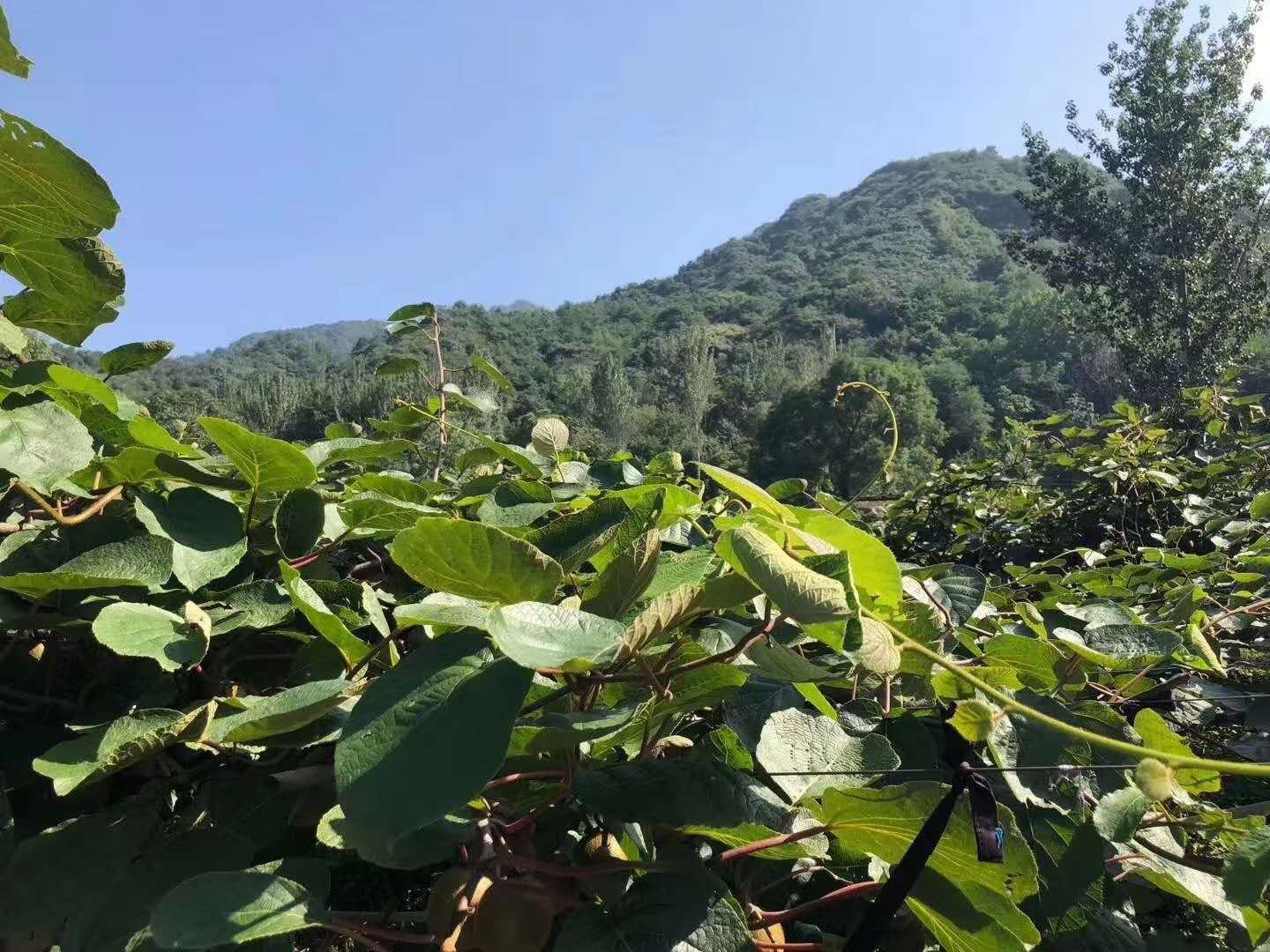 一片绿意盎然的猕猴桃种植园,藤蔓缠绕,果实累累,背景为山地环境 猕猴桃种植园实景图