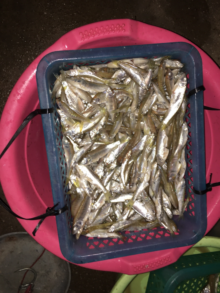 [小白鱼批发]鲜炸河鱼,梅州五华本地河鱼仔价格5000元/斤 