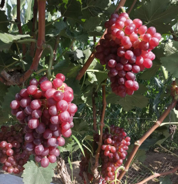 红宝石葡萄,糖度高,颜色漂亮,串大粒大,基地直销