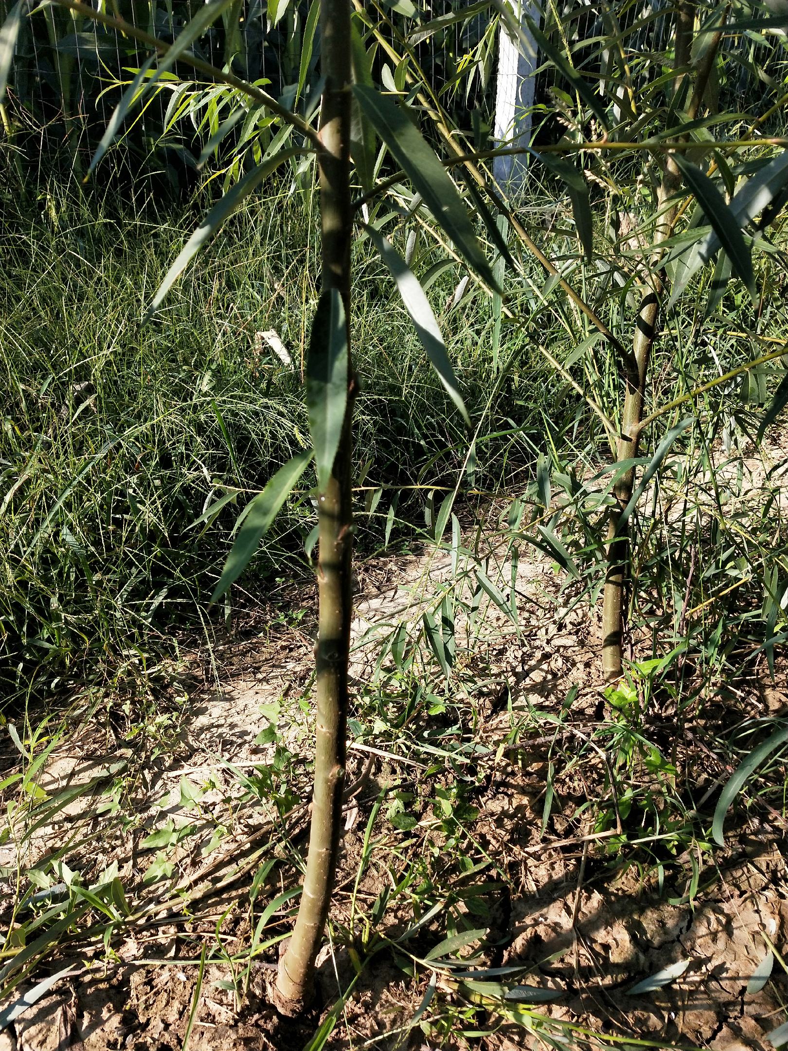 [竹柳批发]山东潍坊昌邑市柳树 0.15元/棵竹柳段 竹柳三号， _ 一亩田