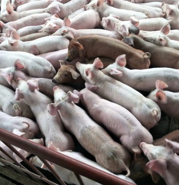 杜洛克仔猪苗 长白小猪 种猪场优质良种猪三元仔猪