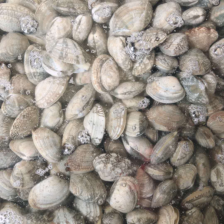 一群灰褐色外壳的花蛤半埋于浅海沙质海底,周围有细小气泡从壳缝中逸出,显示其正在呼吸;背景为清澈海水与阳光折射光斑,体现其自然栖息环境 花蛤在浅海水域自然生长状态
