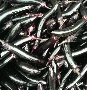 贵州高山精品墨茄新苗