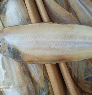 鳎米鱼也叫龙利鱼没有碎刺质量非常好大量有现货
