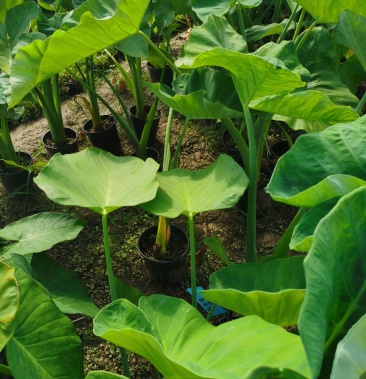 [芋头批发]紫叶芋,象耳芋,红象草苗子好,价格适中,美不胜收.价格19.