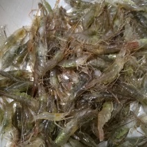 原生态淡水河虾，朱赵新河水产！可合作养殖！