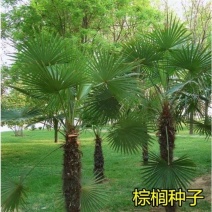 棕榈种子唐棕榈山棕树龙鳞棕观音竹棕竹老人葵种子芭蕉伞树
