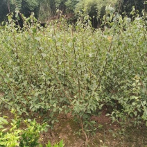 原生骨里红小苗，红梅小苗，大红朱砂梅小苗