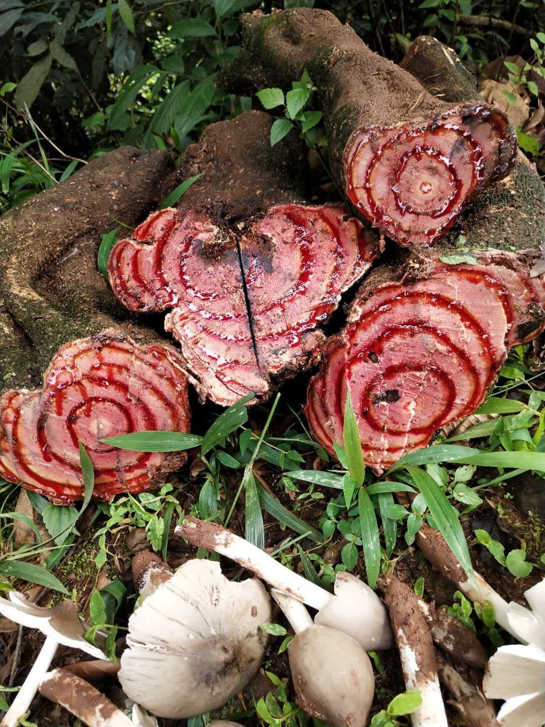 [鸡血藤批发]鸡血藤云南大血藤新鲜原条大量资源欢迎预订价格0.