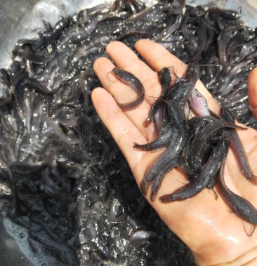 [胡子鲶苗批发]【埃及鱼苗】胡子鲶,苗场直销,货源充足,欢迎采购价格